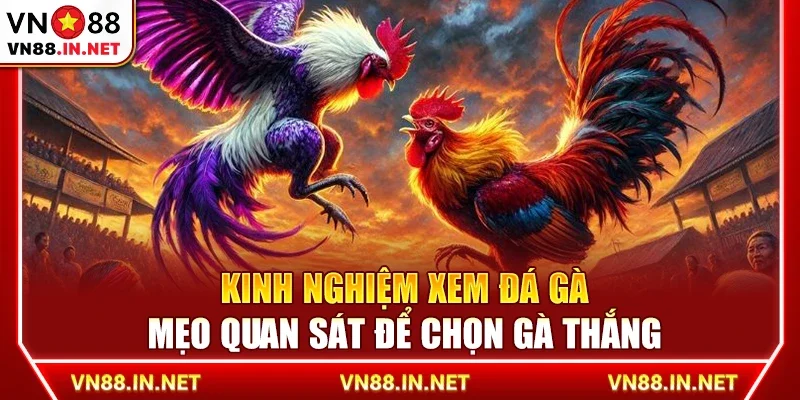 Kinh nghiệm xem đá gà - Mẹo quan sát để chọn gà thắng