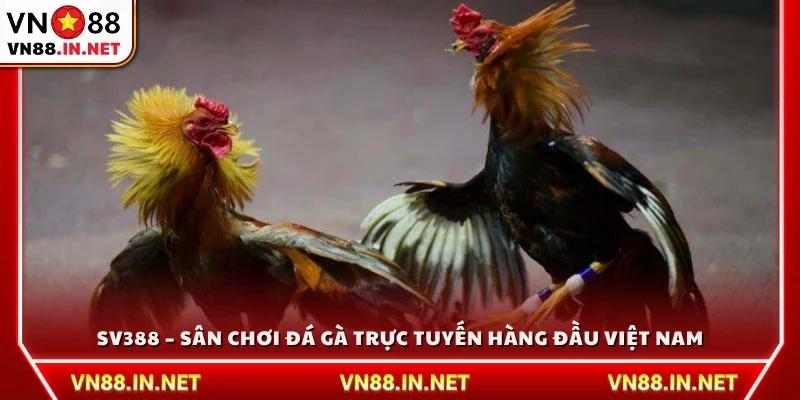SV388 – Sân chơi cá cược đá gà trực tuyến uy tín